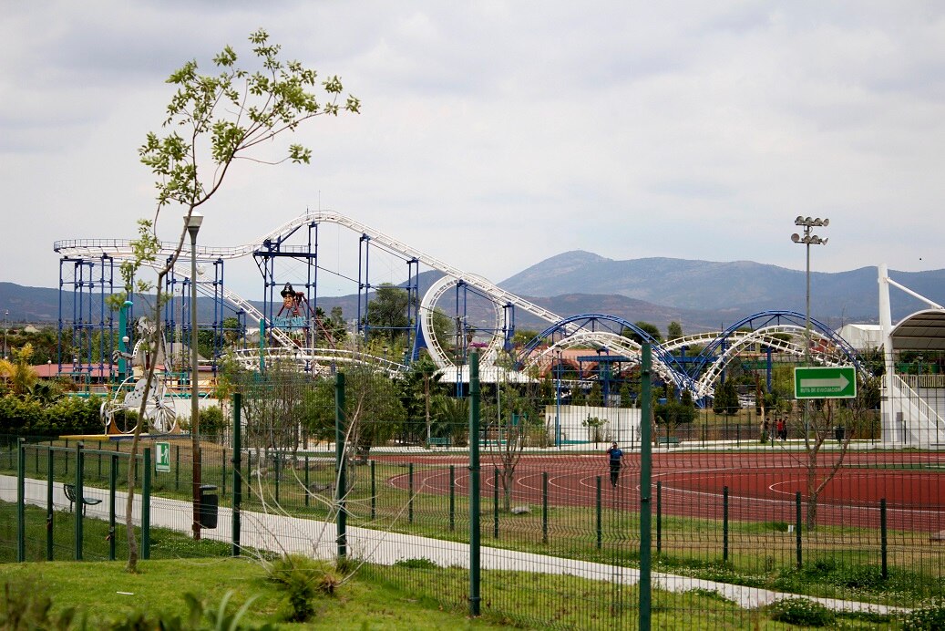 Mueren puercos vietnamitas en el Parque Bicentenario