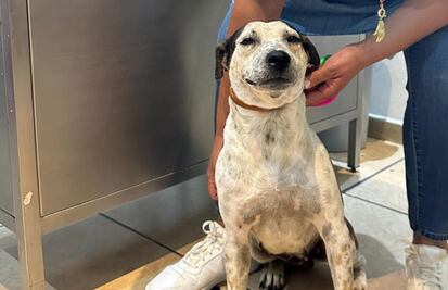 Peggy, la lomita peregrina abandonada encontró un nuevo hogar en Querétaro