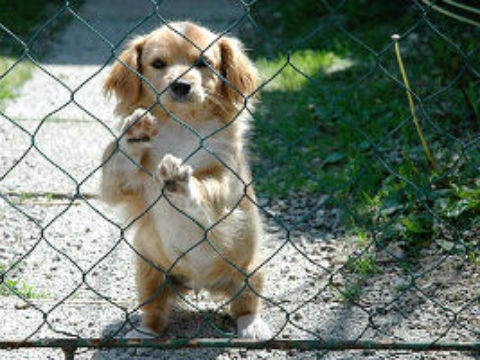 Elaboran reglamento de protección animal