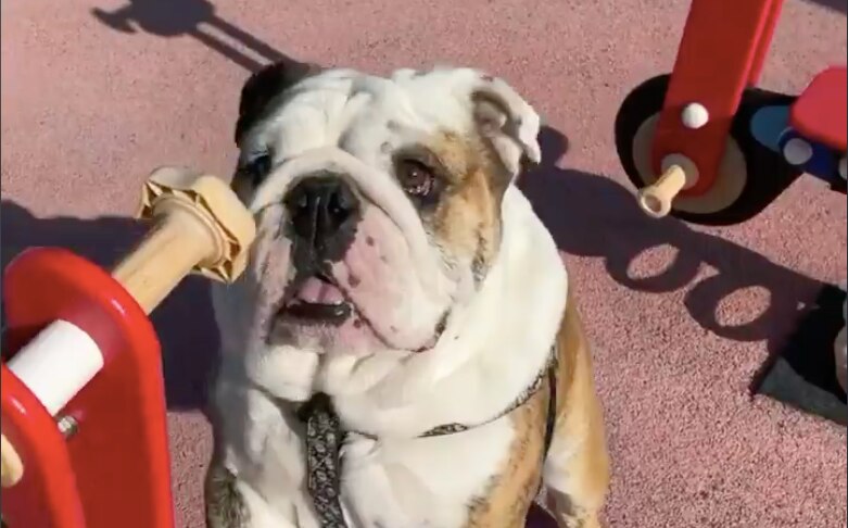 Video. “Rocket murió por causas naturales”; médico veterinario desmiente maltrato animal en Querétaro