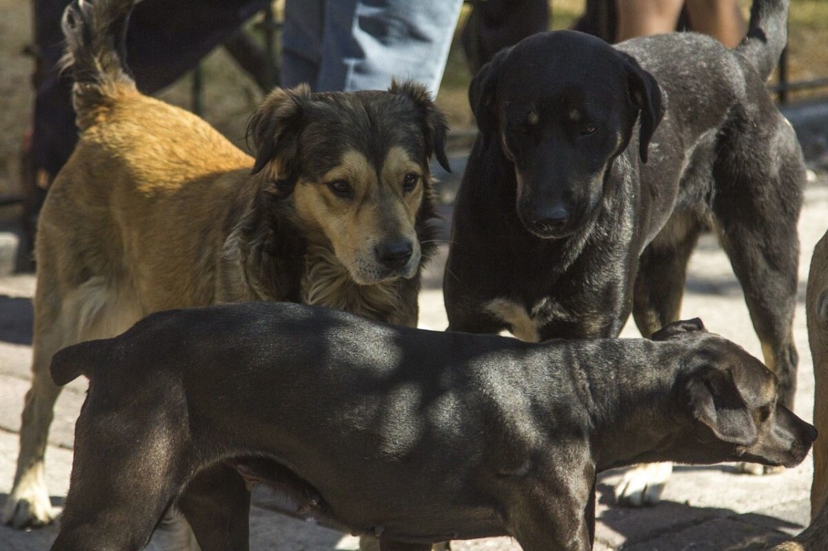 Desconocido, el origen de las cuatro toneladas cadáveres de gatos y perros que salieron de Querétaro