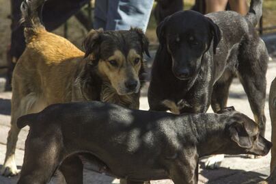 Desconocido, el origen de las cuatro toneladas cadáveres de gatos y perros que salieron de Querétaro