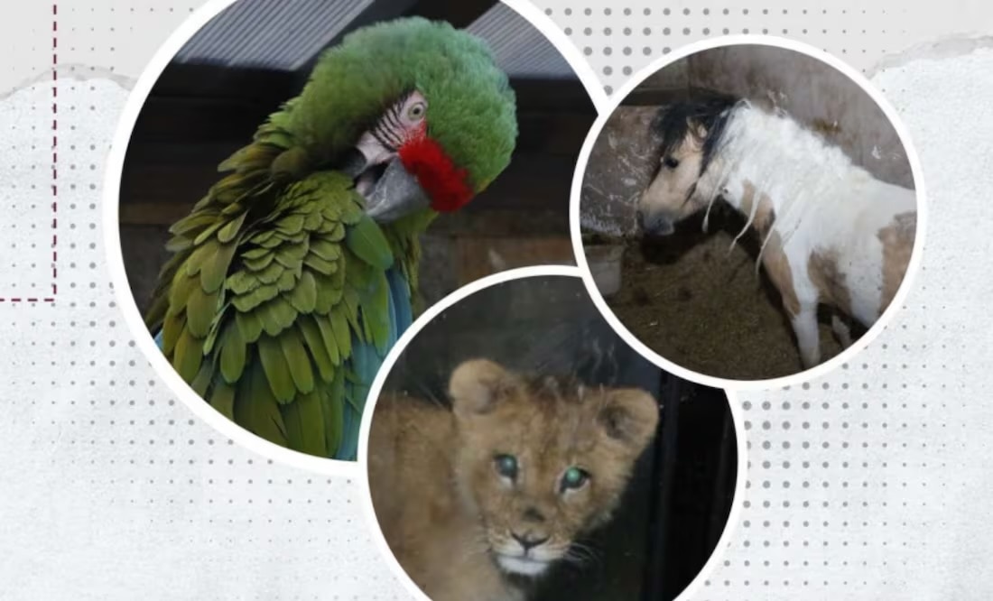 Aseguran "zoológico" en red de huachicol; hallan animales exóticos, ponis y caballos