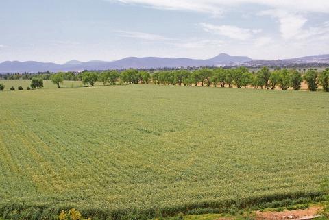 Campo queretano, más rentable por tecnificación