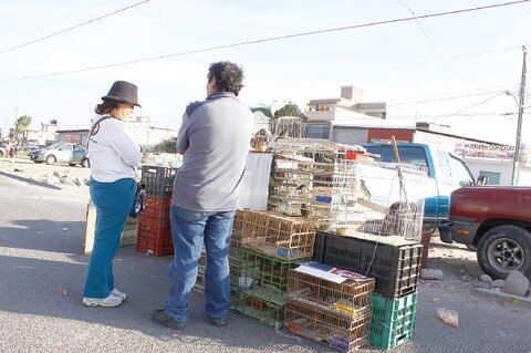 Alistan ley contra maltrato animal