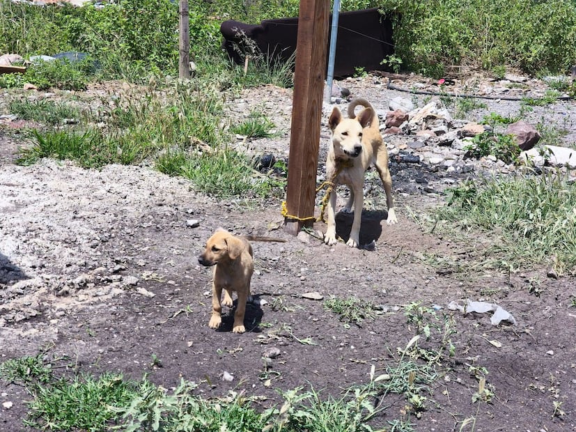 Foto. Facebook Dirección de Cuidado Animal SJR