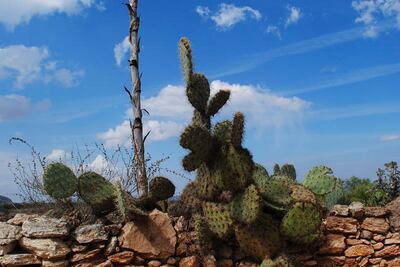 Buscan proteger las cactáceas de México