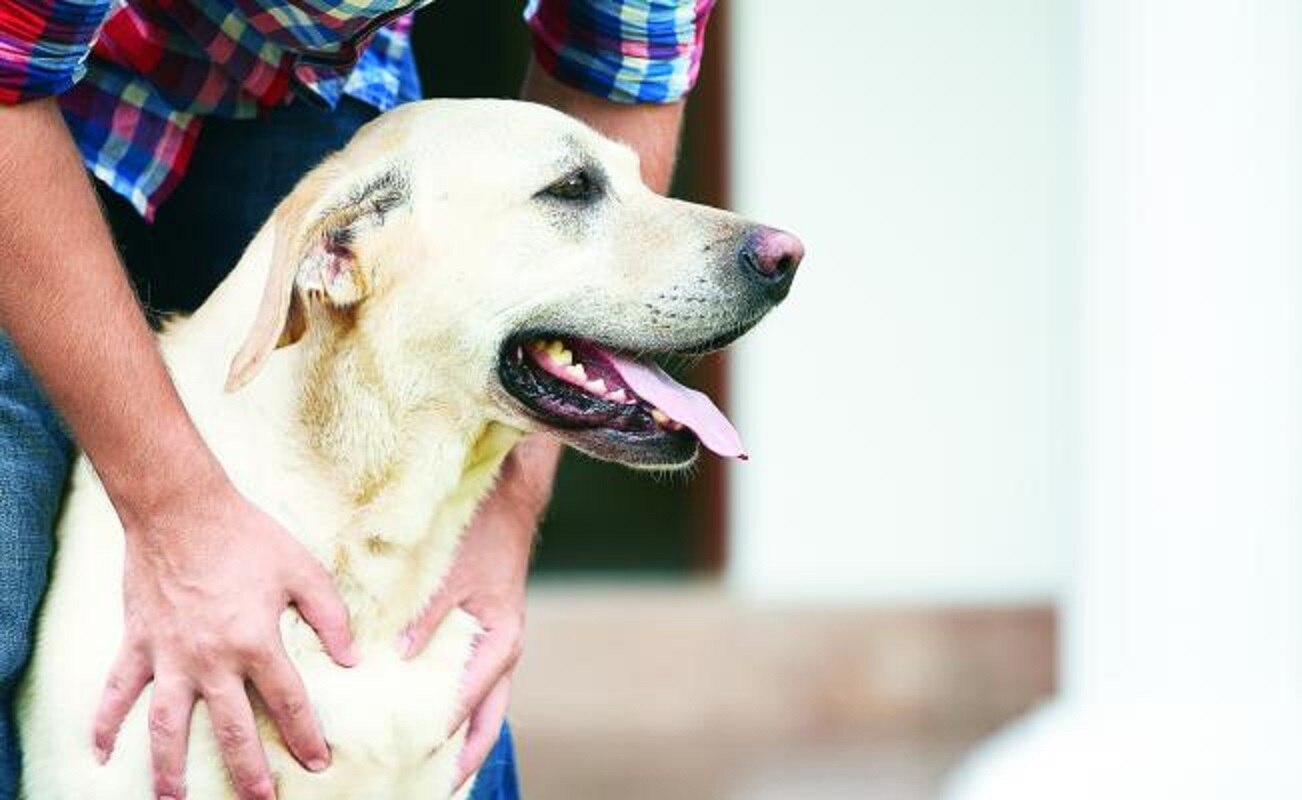 Hombre asegura que su perro le disparó mientras jugaban