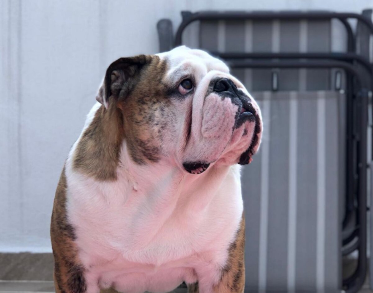 “Rocket murió por causas naturales”; médico veterinario desmiente maltrato animal en Querétaro