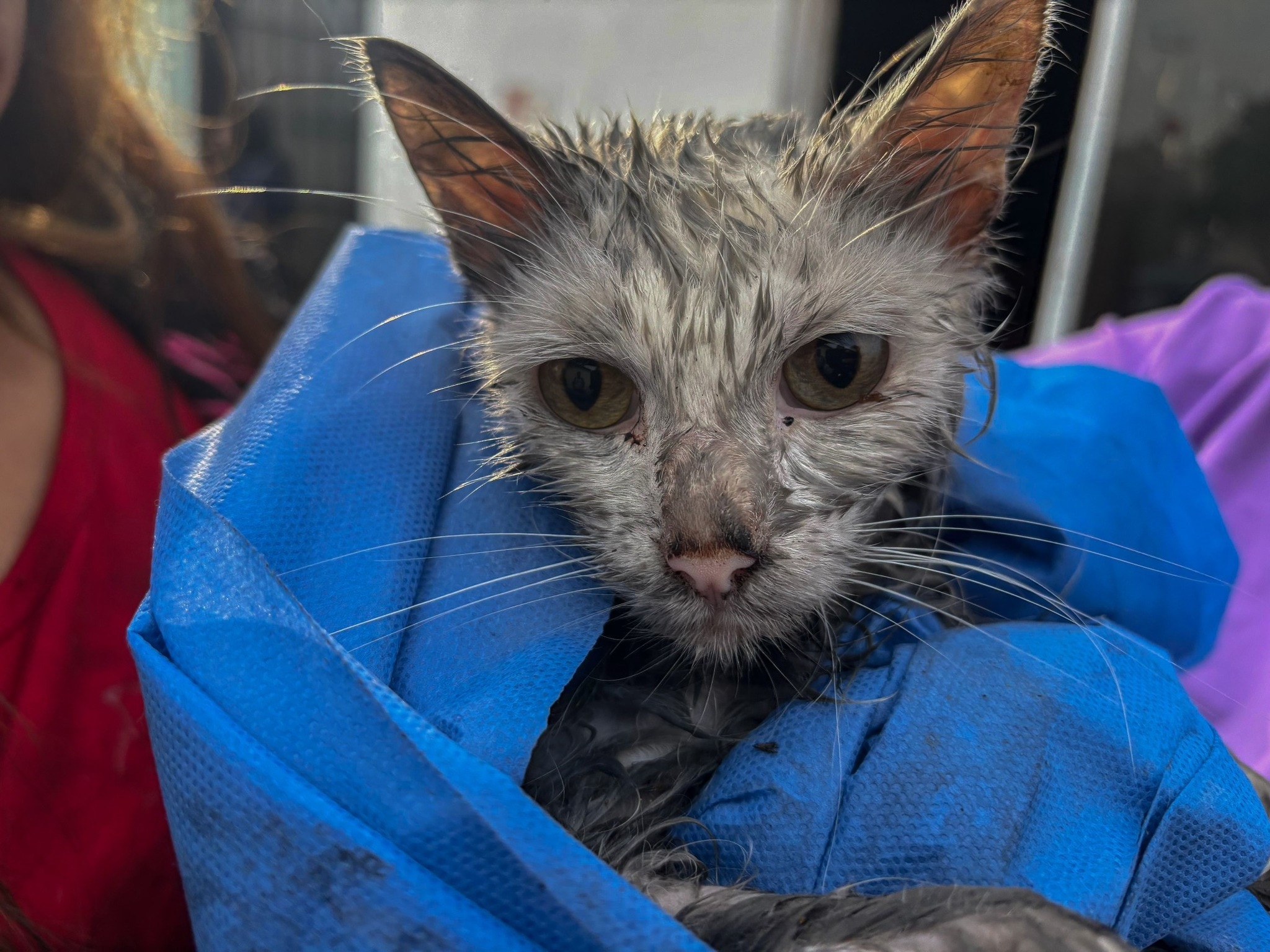 Rescatan a dos gatitos de un incendio en una casa en El Marqués