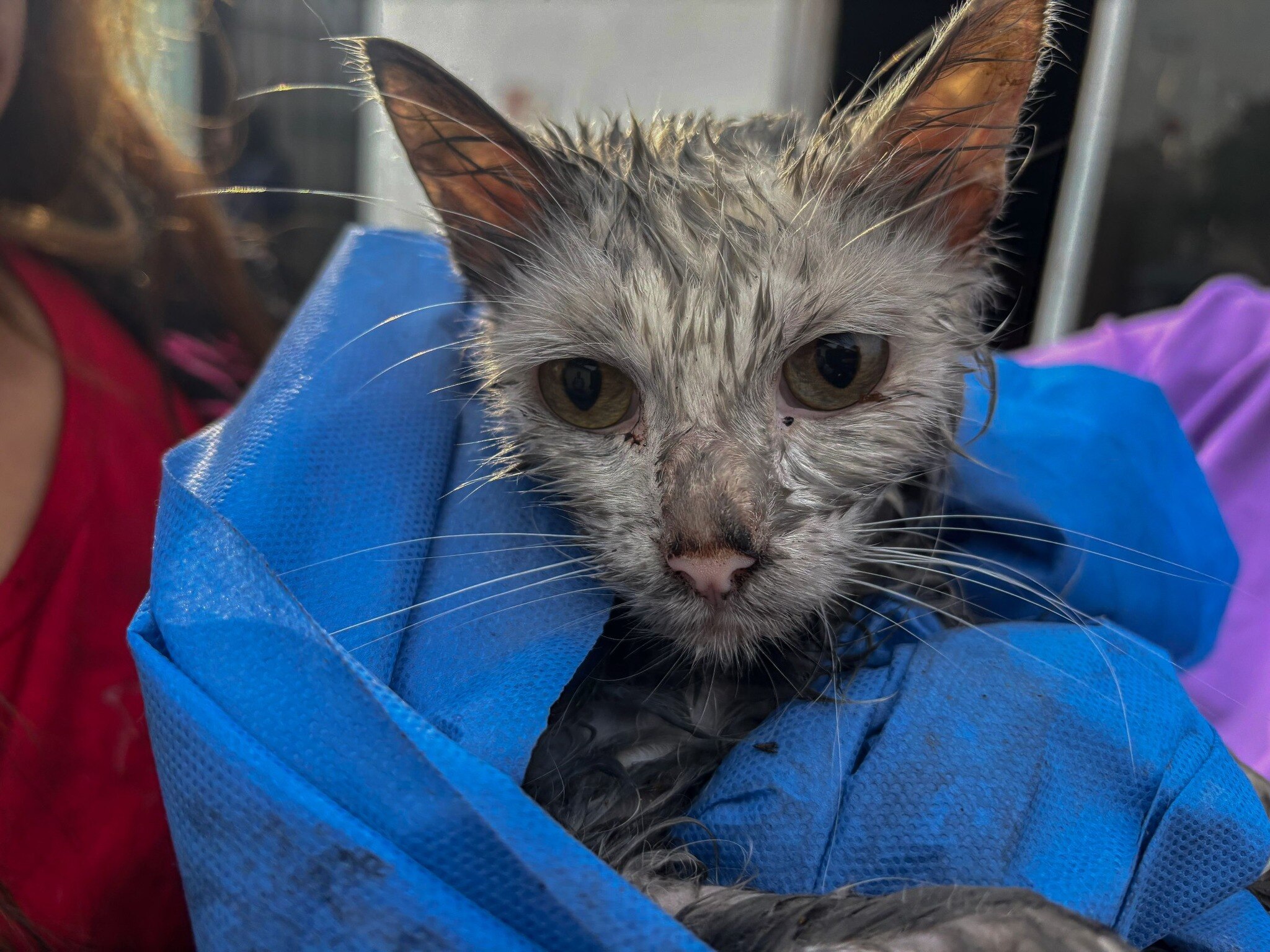 Rescatan a dos gatitos de un incendio en una casa en El Marqués