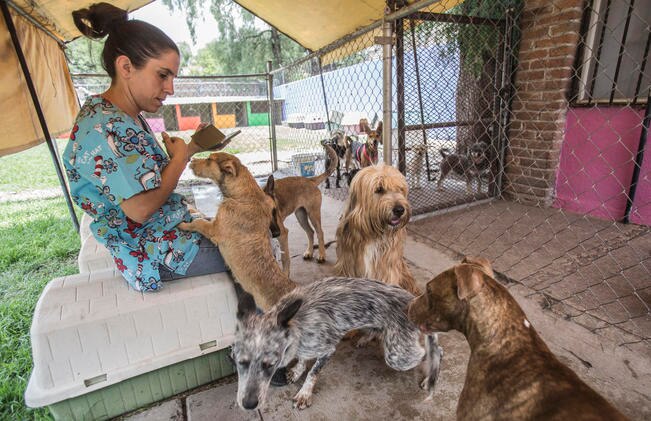 Mueren 30 mil mascotas al año, alertan