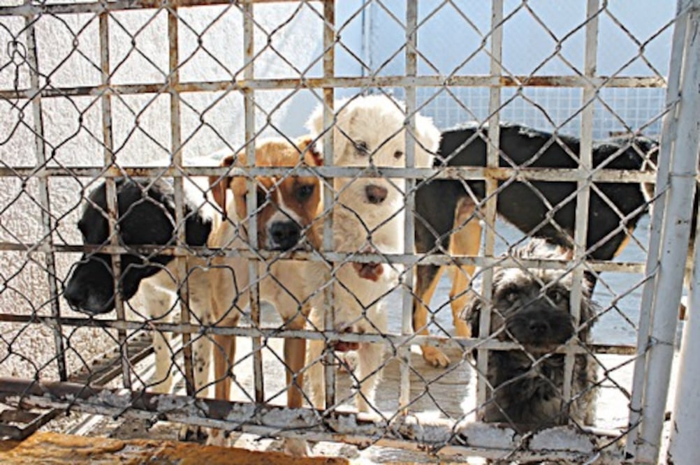 Impulsan jóvenes adopción de perros en San Juan del Río