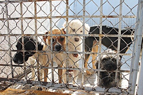 Impulsan jóvenes adopción de perros en San Juan del Río