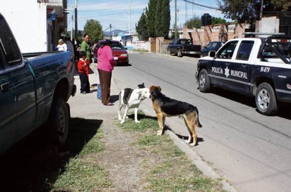 Buscan erradicar rabia de mascotas 