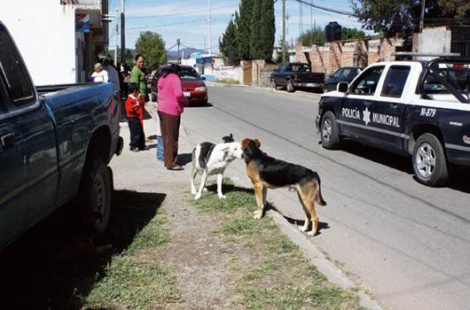 Buscan erradicar rabia de mascotas