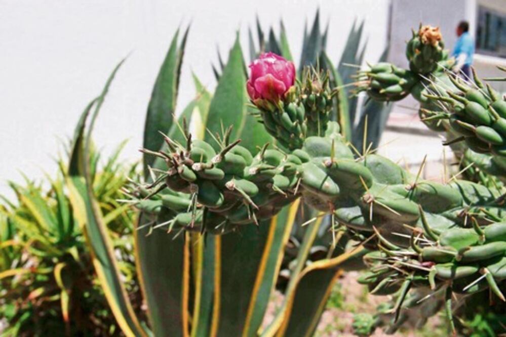 Funciona Banco de Germoplasma