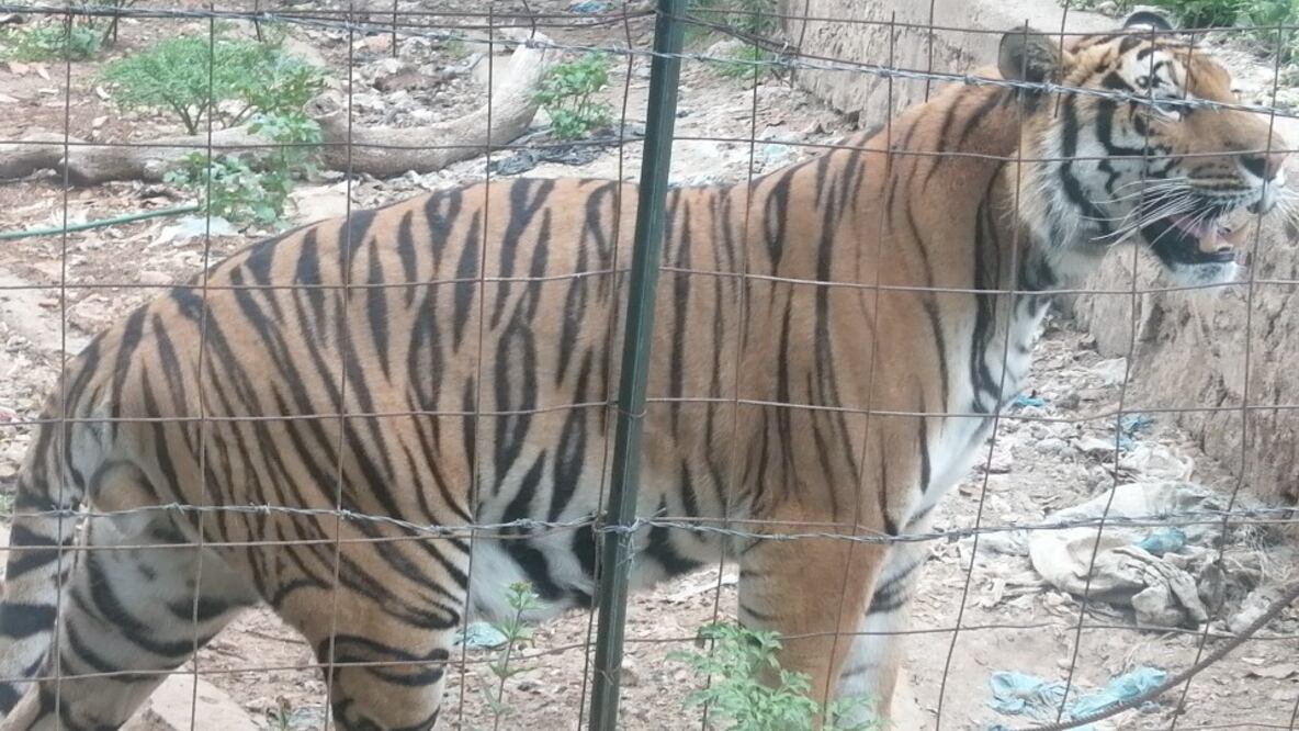 Hallan a un tigre de bengala en Querétaro