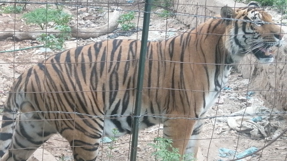Hallan un tigre de bengala en un domicilio de Querétaro