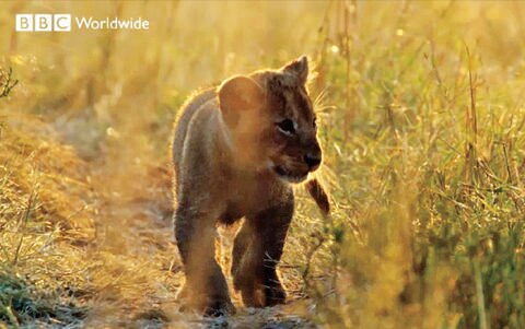 BBC se lanza a la conquista de AL