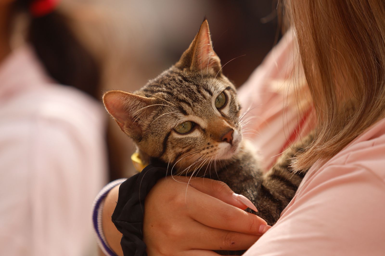 Municipio de Querétaro refuerza políticas de bienestar animal con esterilizaciones, adopciones y campañas de salud
