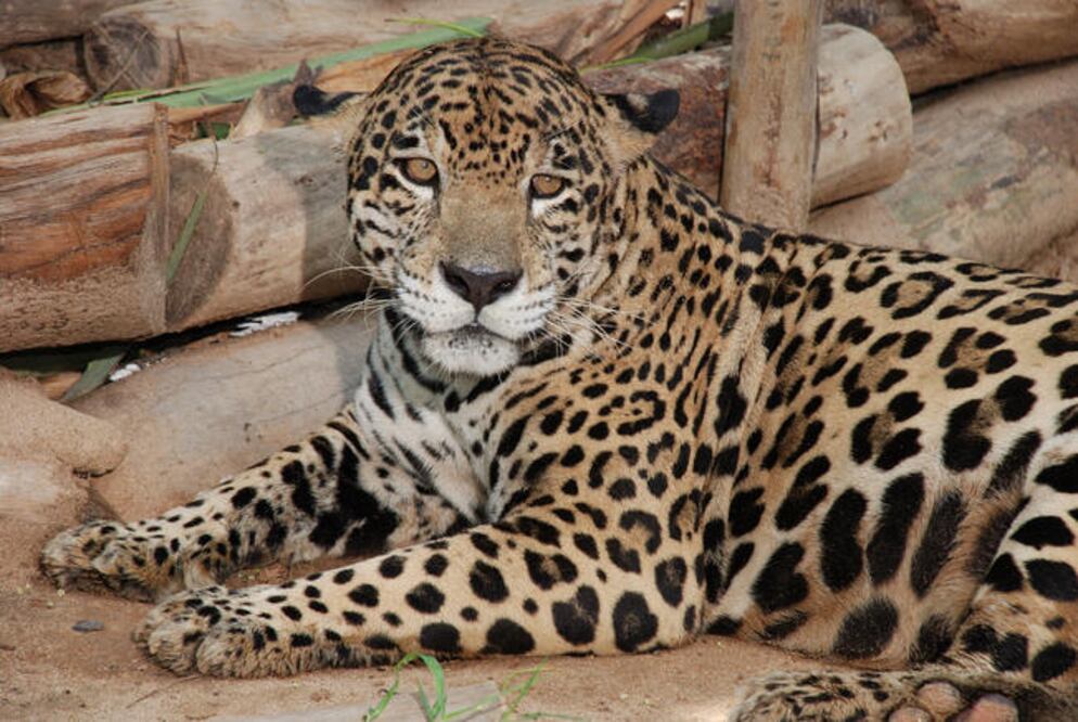 Especialistas de la Profepa determinaron reubicar a los felinos a espacios dignos que garanticen el trato digno y respetuoso que merecen. (ESPECIAL)
