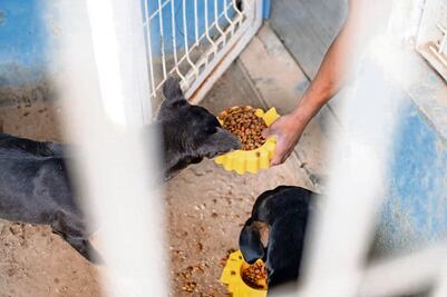 Sancionan por tener mascotas encadenadas, en azoteas o sin alimento