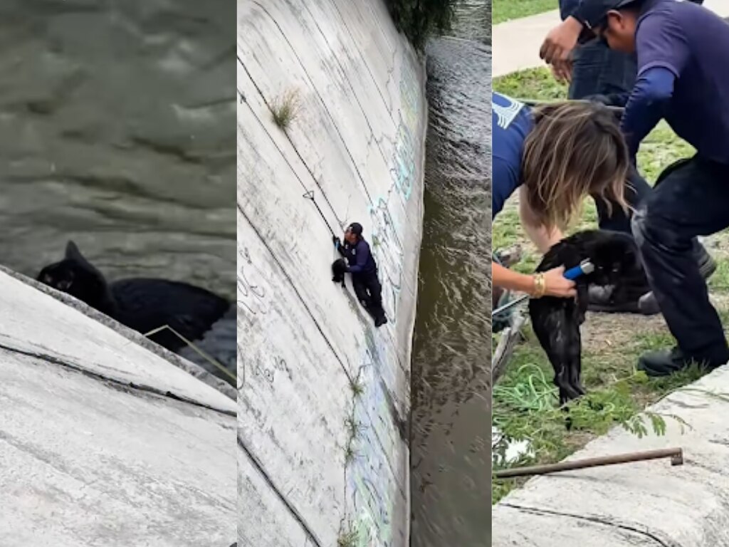 Rescatan a Nera, gatita atrapada en un canal de Querétaro