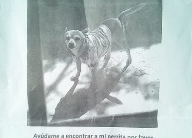 Ayuda a Deisy a regresar a casa; su dueña la busca todos los días en Querétaro 