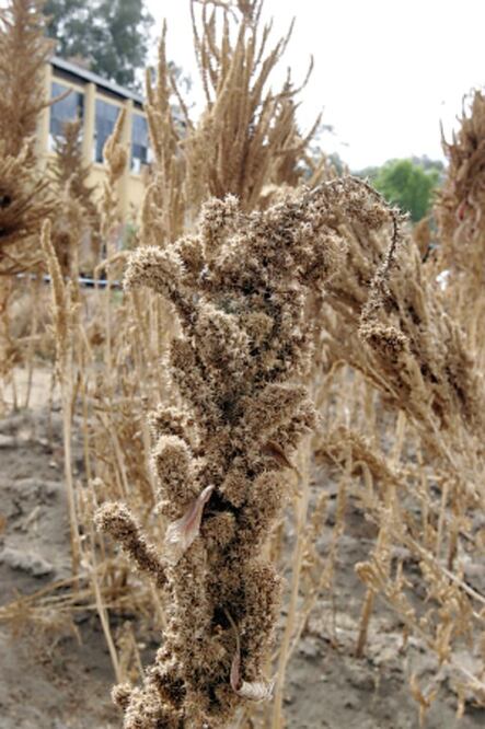 Apoyan a comunidades para cultivar amaranto