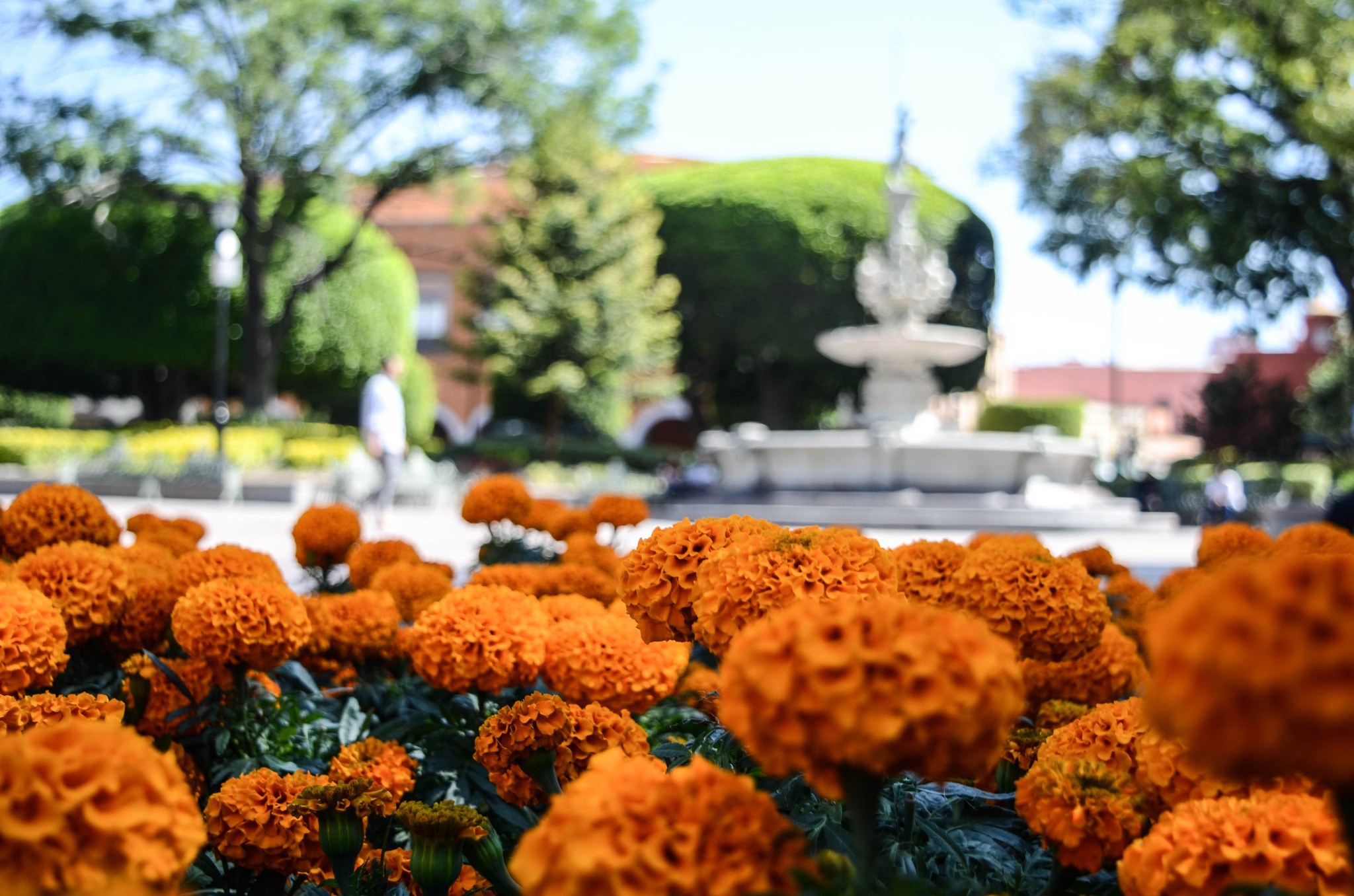 Municipio de Querétaro produce 30 mil flores de cempasúchil para adornar la ciudad en Día de Muertos