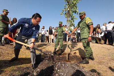 Combatirán el déficit de árboles en la capital