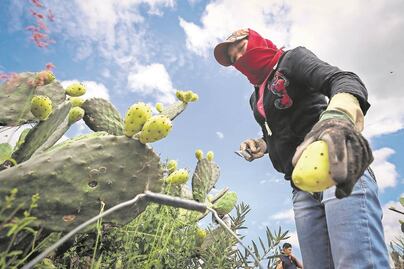 Agridulce. Colapsa venta de la tuna