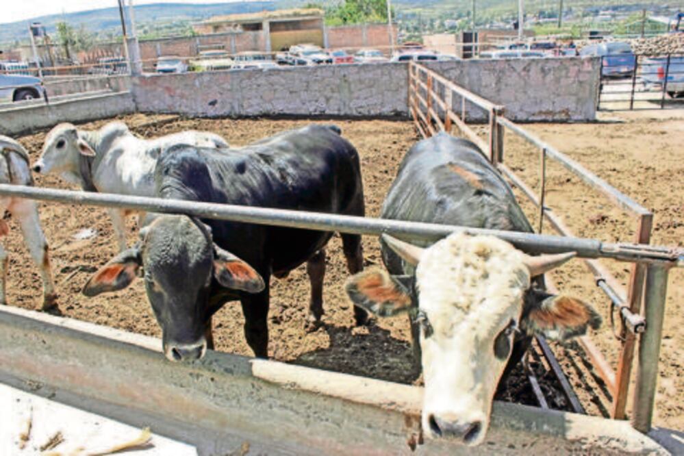 Investigarán rastros para evitar el uso de clembuterol