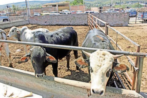 Investigarán rastros para evitar el uso de clembuterol