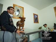 Refuerzan el bienestar animal en Corregidora 