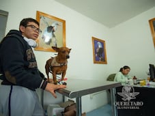 Refuerzan el bienestar animal en Corregidora 