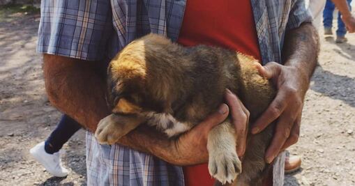 Rescatan cachorros en el panteón municipal