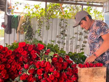 A marchas forzadas recolectan las rosas; se acerca el 10 de mayo