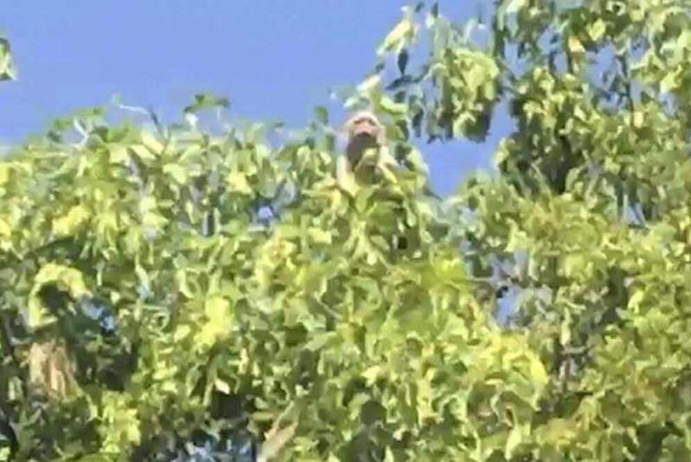 A las ocho de la mañana, vecinos dieron aviso a las autoridades sobre la presencia de un mono capuchino en la copa de un árbol en el camellón de Paseo de la Reforma y Castillo de Miramar (FOTOS: ARMANDO MARTÍNEZ. EL UNIVERSAL)