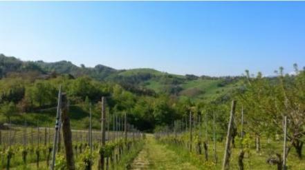 El vino más vendido en el mundo es el Lambrusco