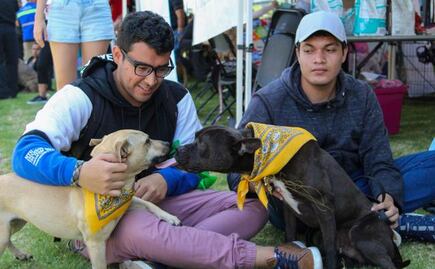 Querétaro, ciudad promotora del cuidado animal