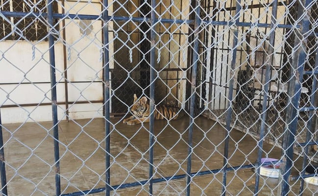 Rescatan a dos tigres de bengala en un domicilio de Sinaloa