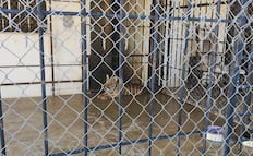 Rescatan a dos tigres de bengala en un domicilio de Sinaloa