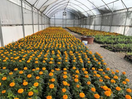 50 mil flores de cempasúchil están listas para pintar de naranja a Querétaro 