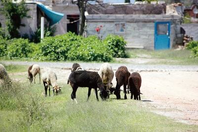 Afecta robo de ganado a San Juan