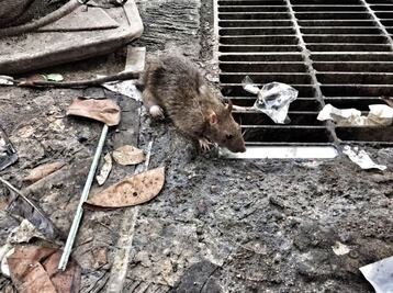Refuerzan control de ratas en el Centro Histórico de Querétaro