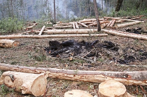 Gusano descortezador afecta 500 hectáreas 
