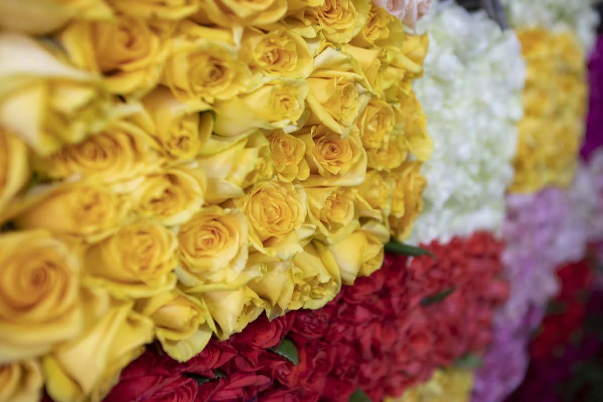 El Organal, la comunidad ubicada en Querétaro, cuyo modo de vivir depende de las rosas