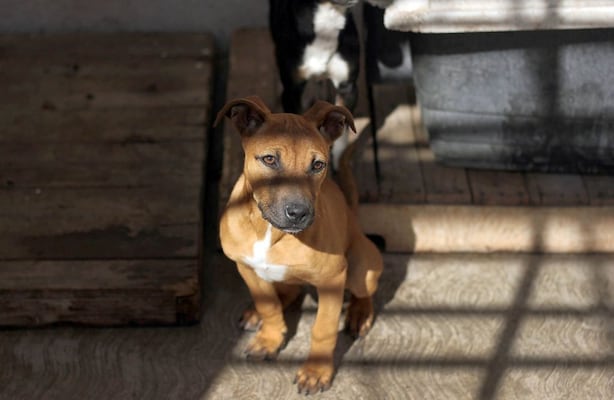 Se rescataron 3 mil 974 animales en Querétaro